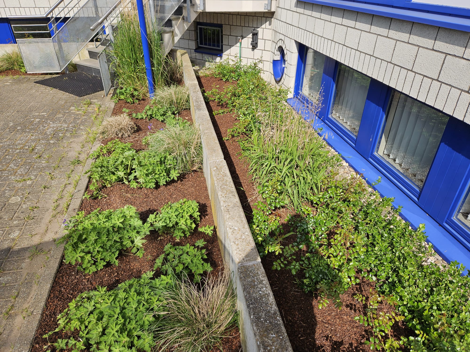 Professioneller Heckenschnitt – Formschnitt einer hohen Hecke