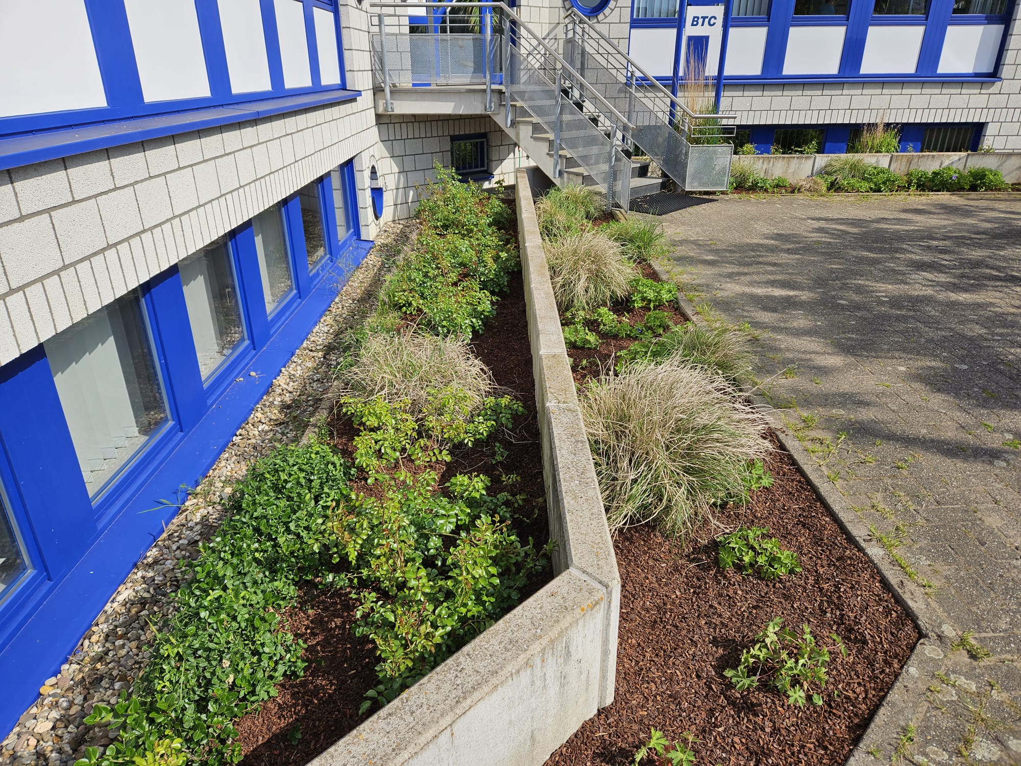 Gepflegte Hecke nach dem Schnitt